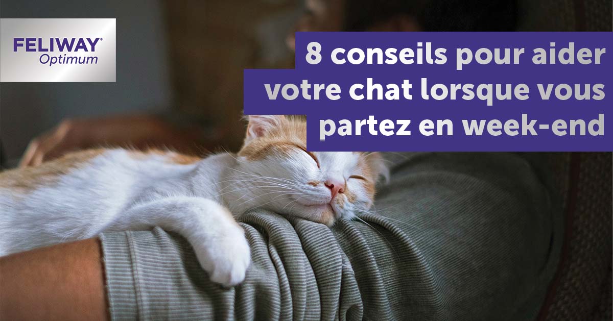 8 conseils pour laisser son chat seul 2 jours